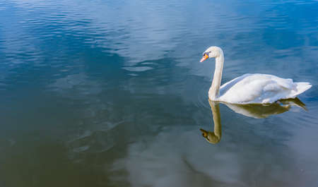 image of one white swan swimming in lake.の写真素材