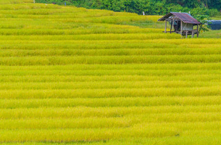 image of beauty sunny day on the golden rice field at Mae Klang Luang Home Stay in Doi Inthanon national park Chiang Mai,Thailand.の写真素材