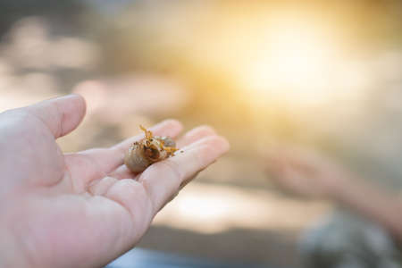 image of hand holding a orange beetle larvae.(focus on larva)の写真素材