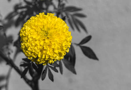Image of African marigold flower on black and white background.の写真素材