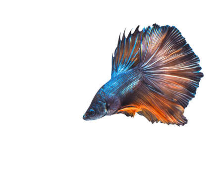 betta fish isolated on white background .の写真素材