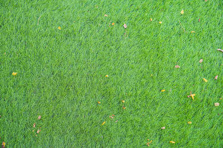 image of Artificial grass texture taken from the top view .の写真素材