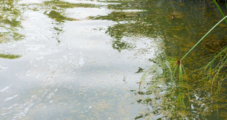 Image of wastewater pond with scum on top of water from eutrophication.