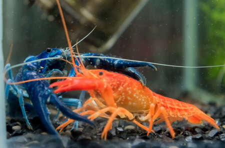 image of crayfish(Procambarus clarkii) and Black king cray fish in aquarium tank.の写真素材