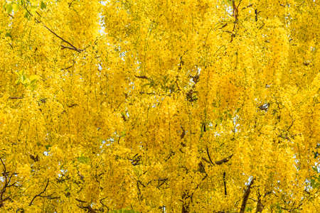 Image of golden shower flower trees (Cassia fistula).の写真素材