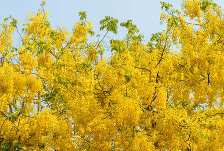 Image of golden shower flower trees (Cassia fistula)