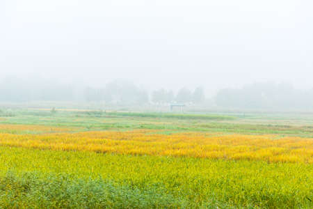 Image of a beautiful sunny day on ripe rice field with fog in the sky.