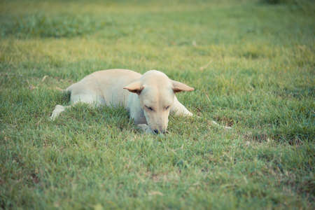 Vintage tone cute dog on grass field day time.