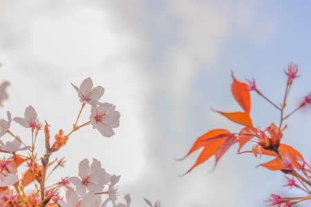 Image of pink sakura flower (cherry blossom) in Japan on day time.の写真素材