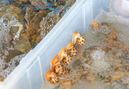 Group of Spotted babylon in plastic container at Thai seafood market Rayong , Thailand.