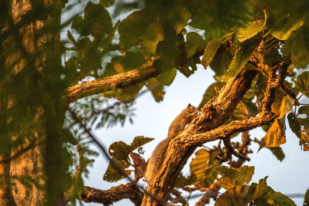 The squirrel is sticking on the branches, gnawing the bark to find food during the daytime.