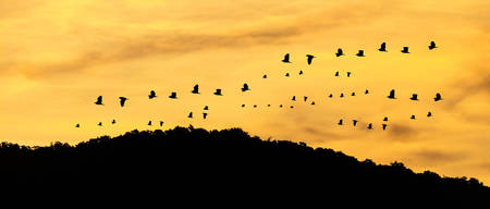 silhouette shot image of birds and mountain with sunset sky in background.の写真素材