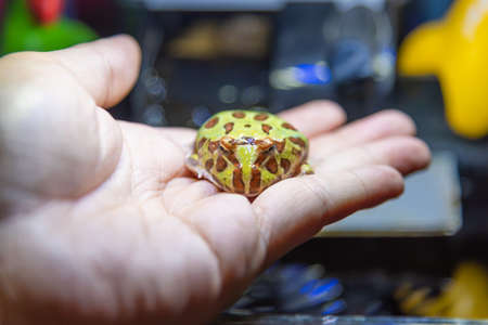 image of hand holding a horned  frog.