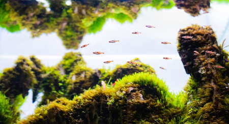 Dwarf Rasbora(Boraras maculatus) swim in green aquatic plant tank.の写真素材