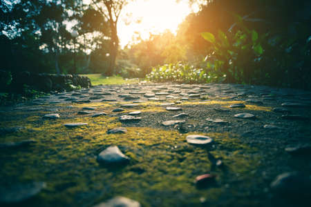 vintage tone Image of mossy walk way in green forest for background usage .の写真素材