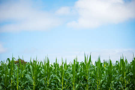 close up image of green corn flower day time.