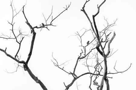 silhouette black and white image of birds  sitting on tree with clear sky.