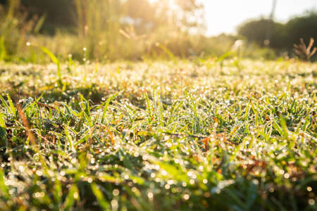 Image of grass field with dew drop with bokeh on morning time.