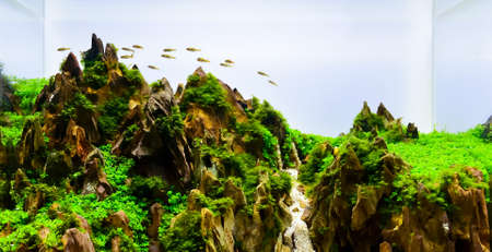 close up image of underwater landscape nature style aquarium tank with a variety of aquatic plants inside.の写真素材