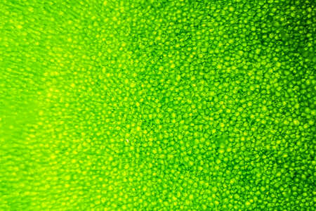 abstract blur close up shot of Green aquatic plant cells under microscope.(vertical)の写真素材