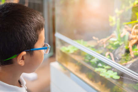 close up image of young Asian boy look at aquarium tank with a variety of green plants inside.の写真素材