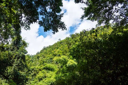 image of the tropical green mountain forest and cloudy sky day time.