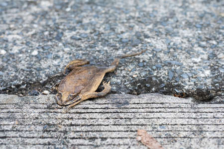image of deid flat toad left alone on street .の写真素材