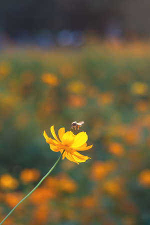 image of bee flying near yellow cosmos flowers in garden field on day time.
