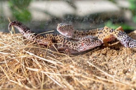 image of leopard gecko (Eublepharis macularius) lizard and on sand.の写真素材