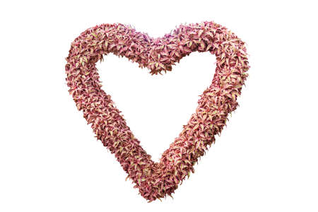 Bromeliad in heart shape isolated on whiteの写真素材
