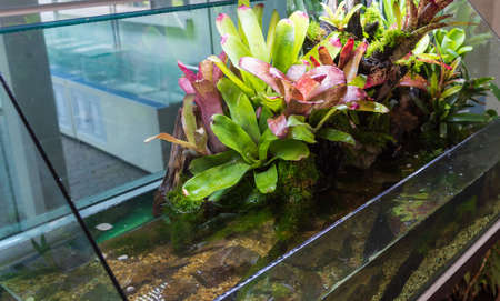 Terrarium style small garden with rock and driftwood in glass container containing soil and decoration Bromeliad plants.の写真素材