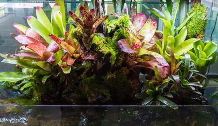 Terrarium style small garden with rock and driftwood in glass container containing soil and decoration Bromeliad plants.の写真素材