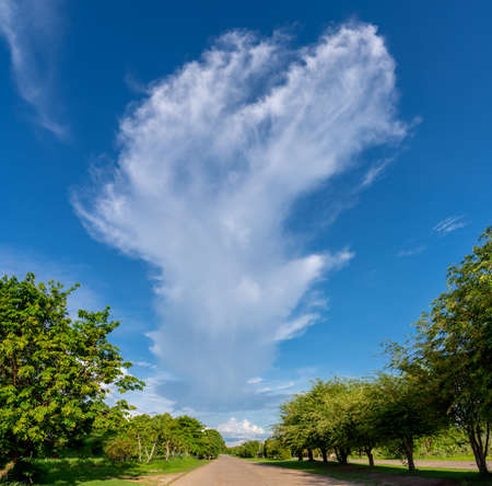 image of road with trees on both sides and white cloud at the end of destination.の写真素材