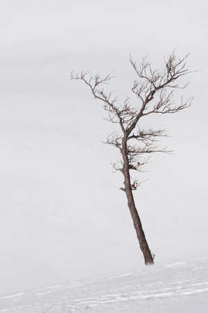 Lone tree