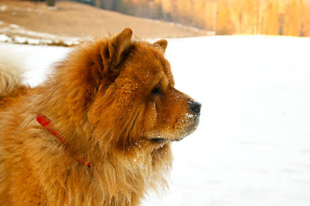 Close-up shot of a Chow Chow dog in winter conditions