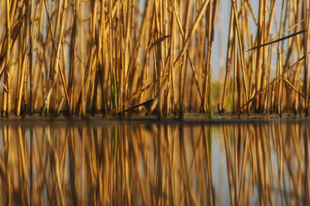 Close up picture of canes (reed, rush, sedge)