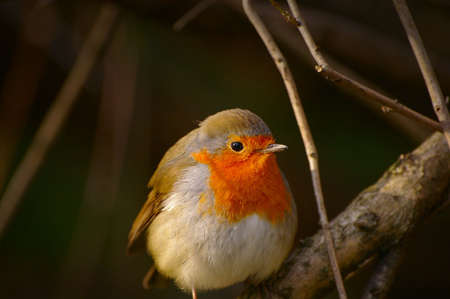 Close up of a Robin bird sitting on a branch - Erithacus rubecula