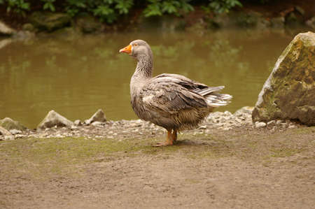 Goose standing at the edge of a river. Picture taken at a zoo in Ljubljana.の写真素材