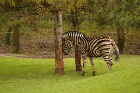 A beautiful zebra leaning against a tree.の写真素材