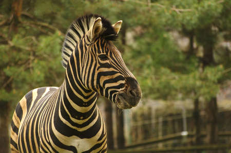 Close up picture of a beautiful zebra.の写真素材