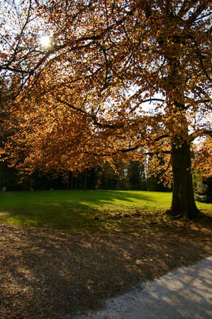 Beautiful tree with sun rays coming trough orange leafs.