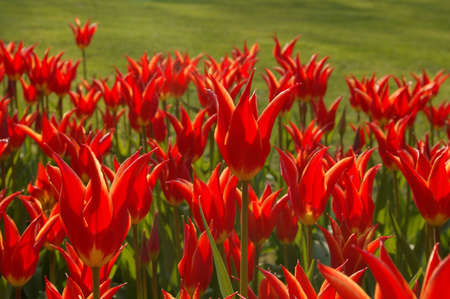 Sea of red tulips. Focus on the middle one.