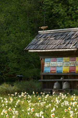 Colorful bee hive with nice white daffodils in front of it.