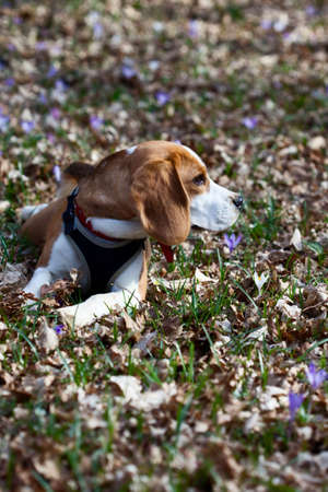 Beagle puppyの写真素材