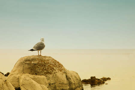 Sea gull is sitting on a rock by the seaの写真素材