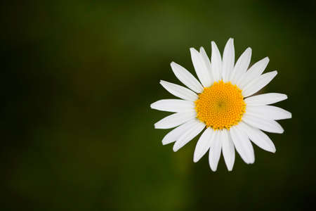 Daisyの写真素材
