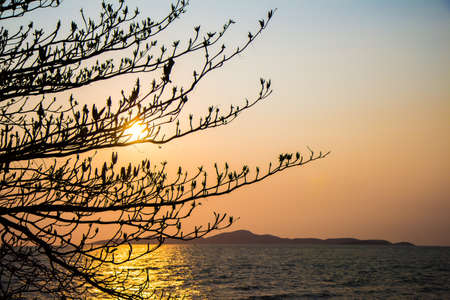 tree and twilight seaの写真素材