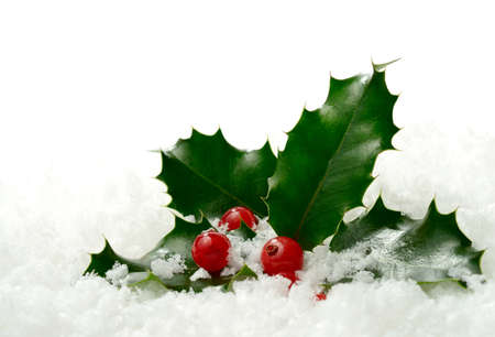 Studio macro of fresh holly leaves and berries in soft snowの写真素材