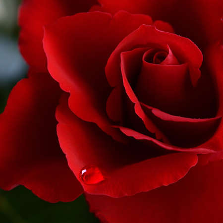 Soft natural light falling onto a velvet blood-red Valentine rose with a soft tear. Sharp macro,...