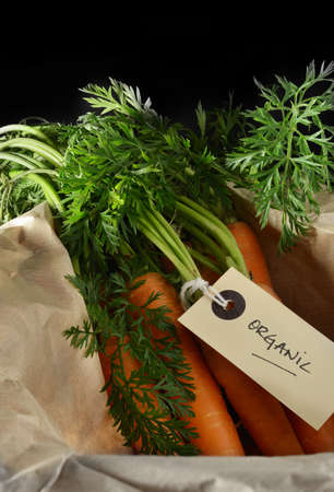 Creatively lit image of freshly pulled organic carrots against a dark background  Copy space の写真素材